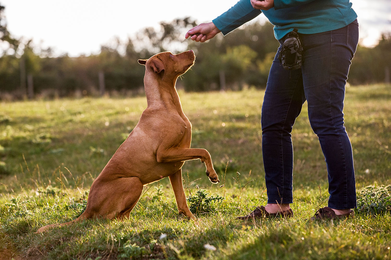 Hund beim Training