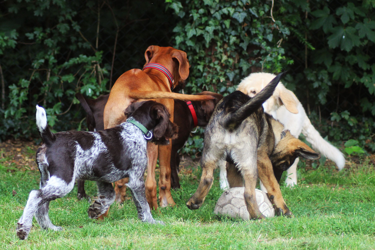 4 Hunde spielen miteinander