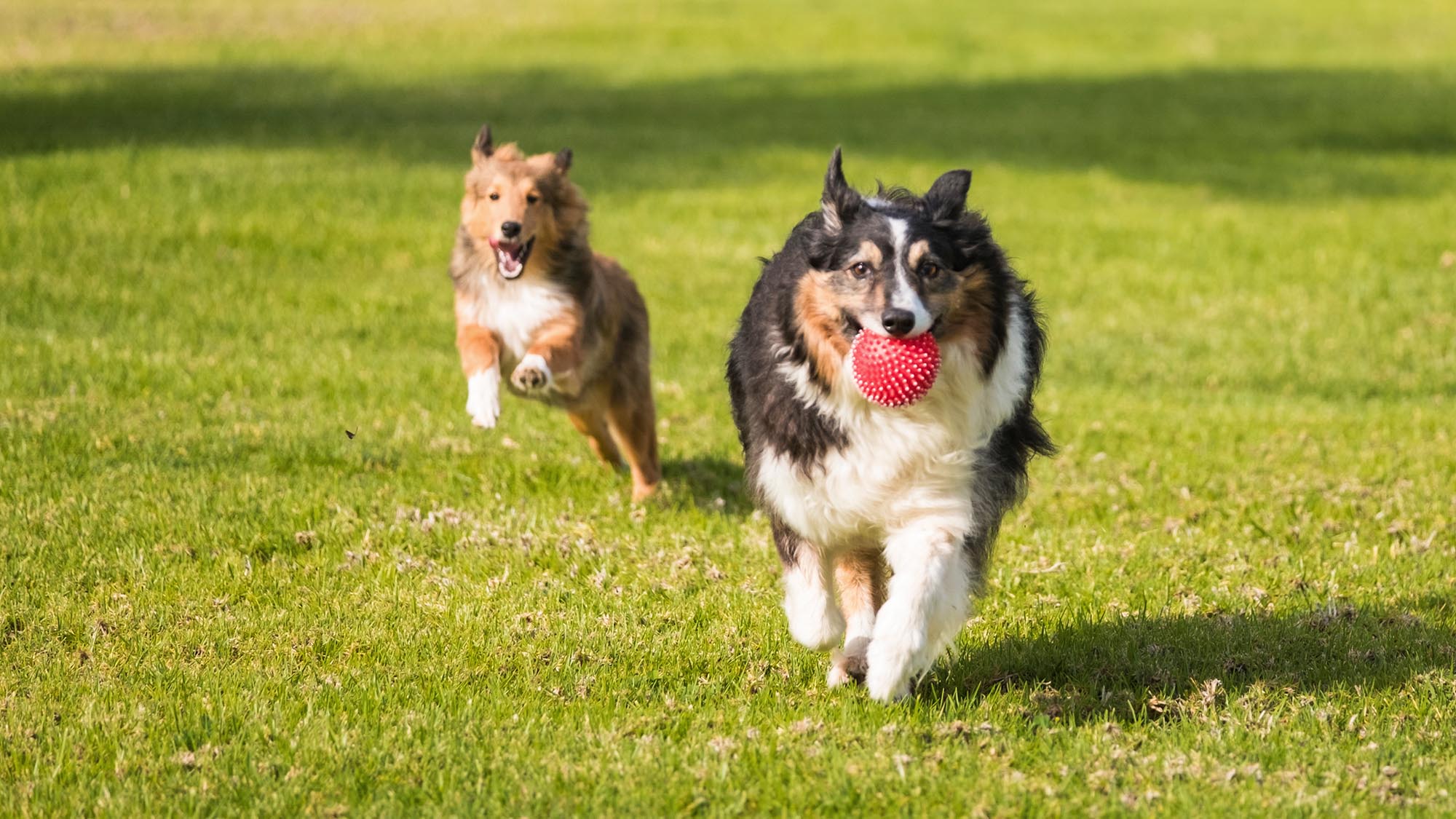Zwei Hunde spielen mit Ball