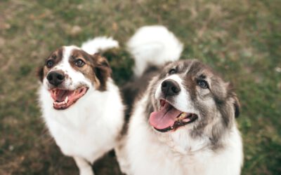 Unsere neue Website ist online