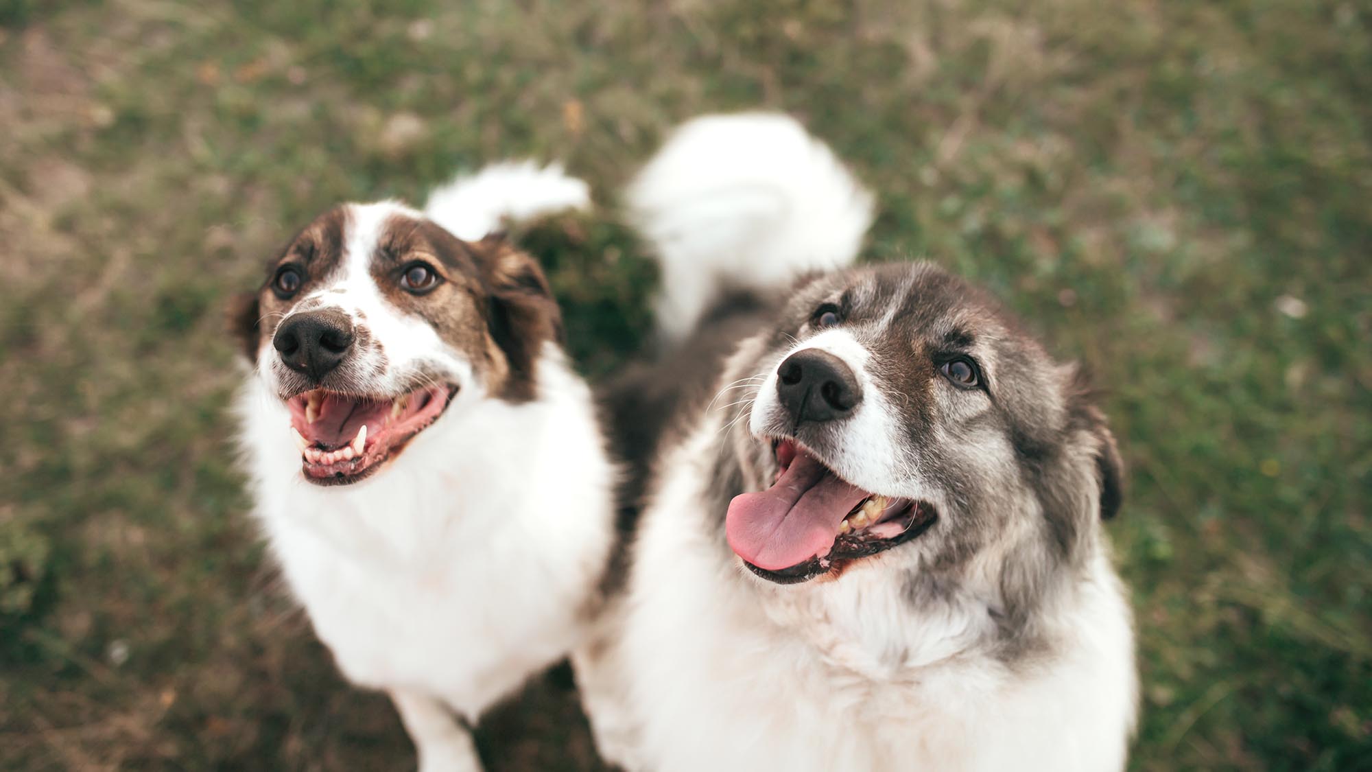 Zwei Hunde schauen in Kamera